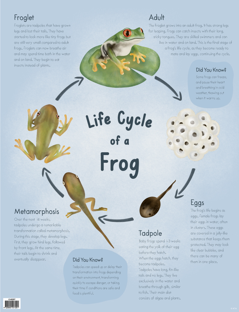 Frog Life Cycle Instructions  Life cycles, Frog life, Lifecycle of a frog