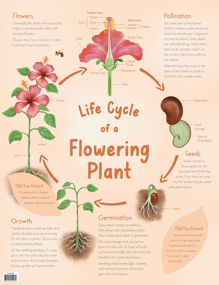 plant life cycle essay