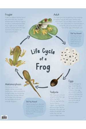 Life Cycle of a Frog Chart
