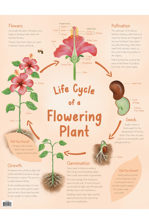 Life Cycle of a Plant Chart