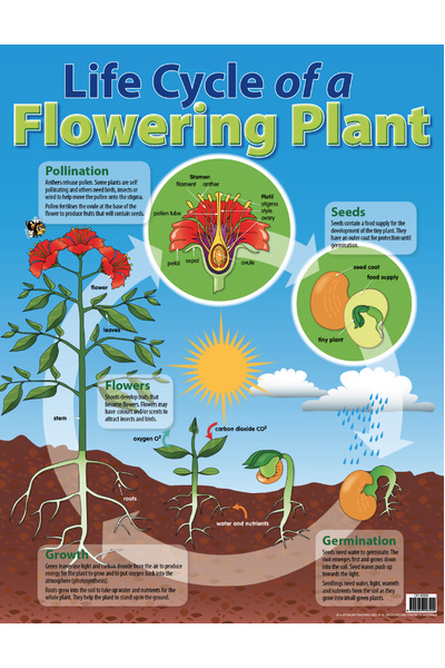 Life Cycle of a Plant Chart (Previous Design)