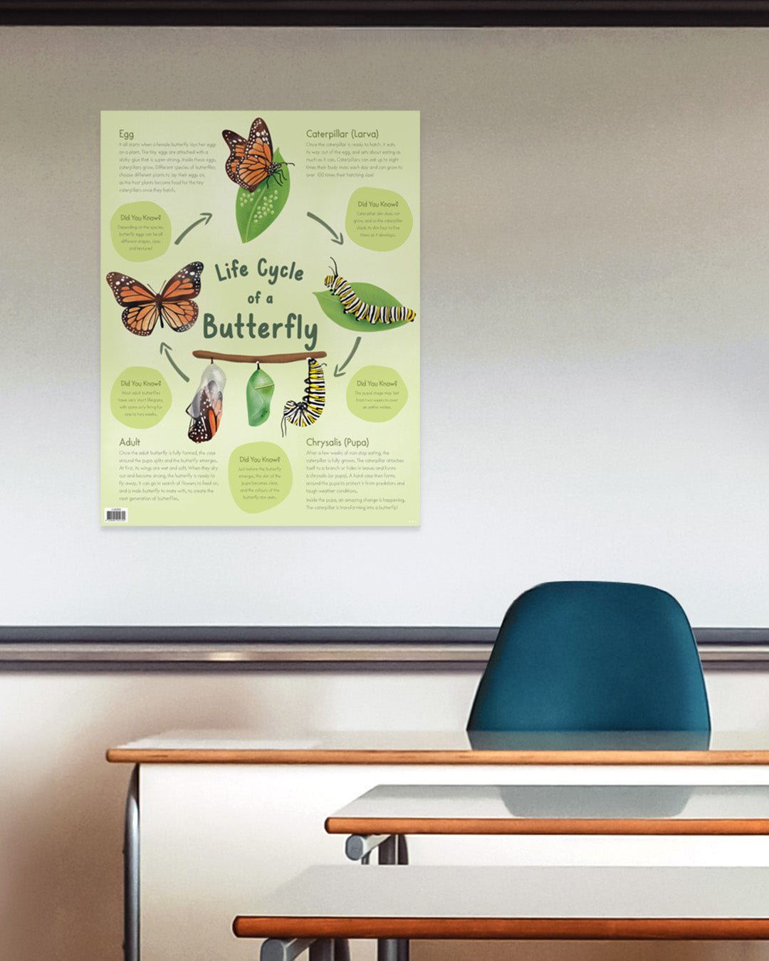 Life Cycle of a Butterfly Chart