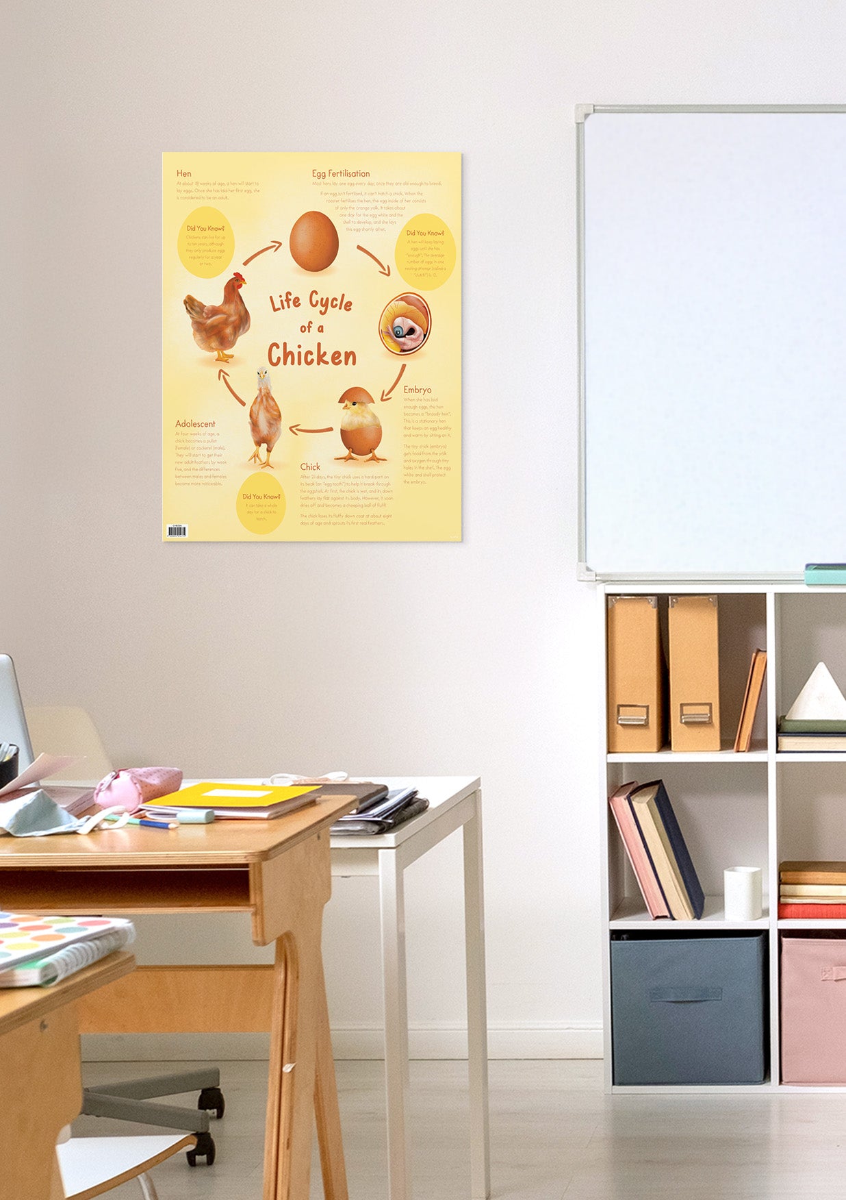 Life Cycle of a Chicken Chart