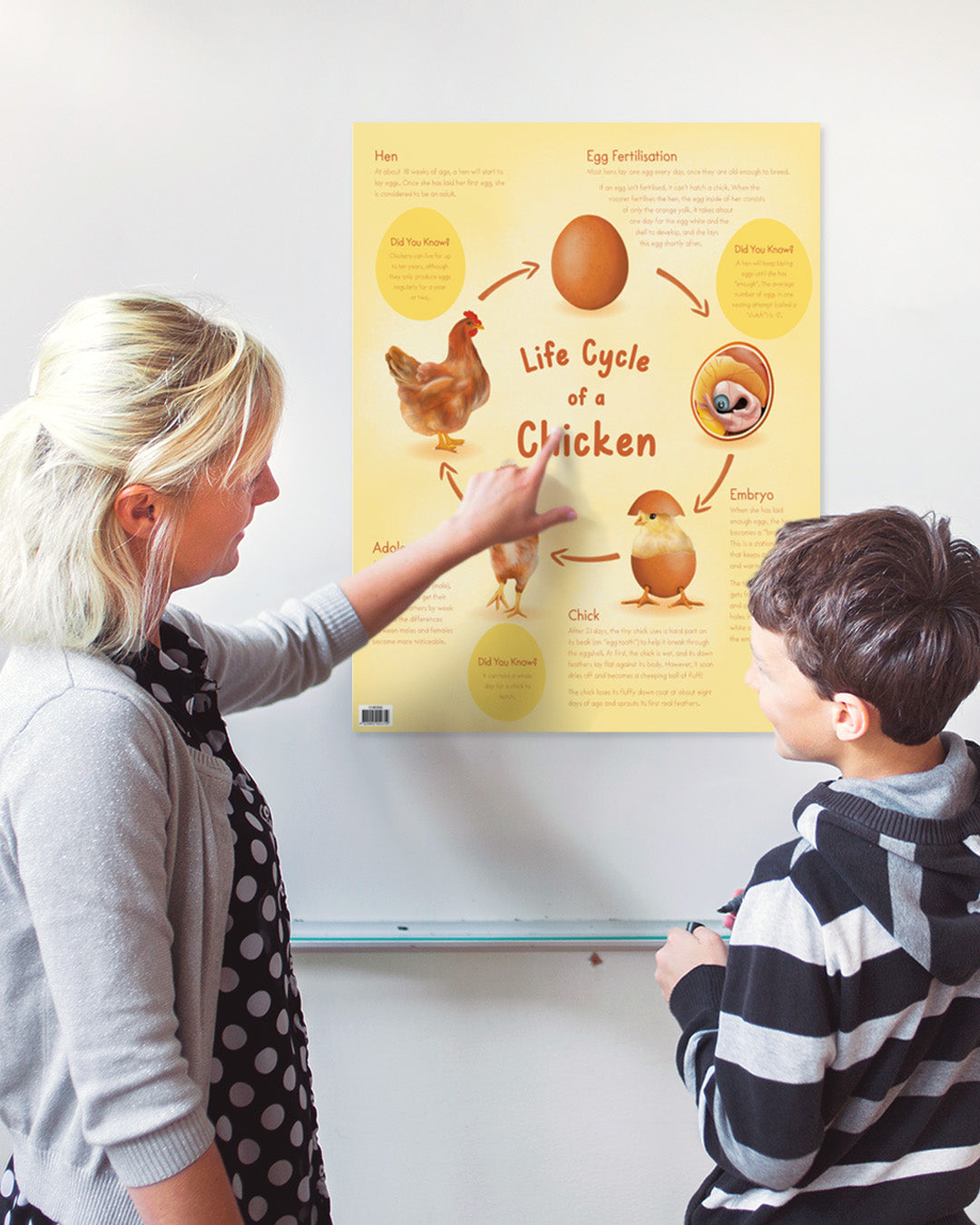 Life Cycle of a Chicken Chart