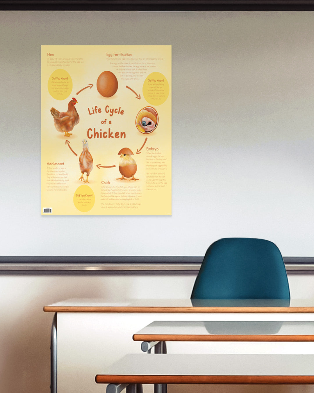 Life Cycle of a Chicken Chart