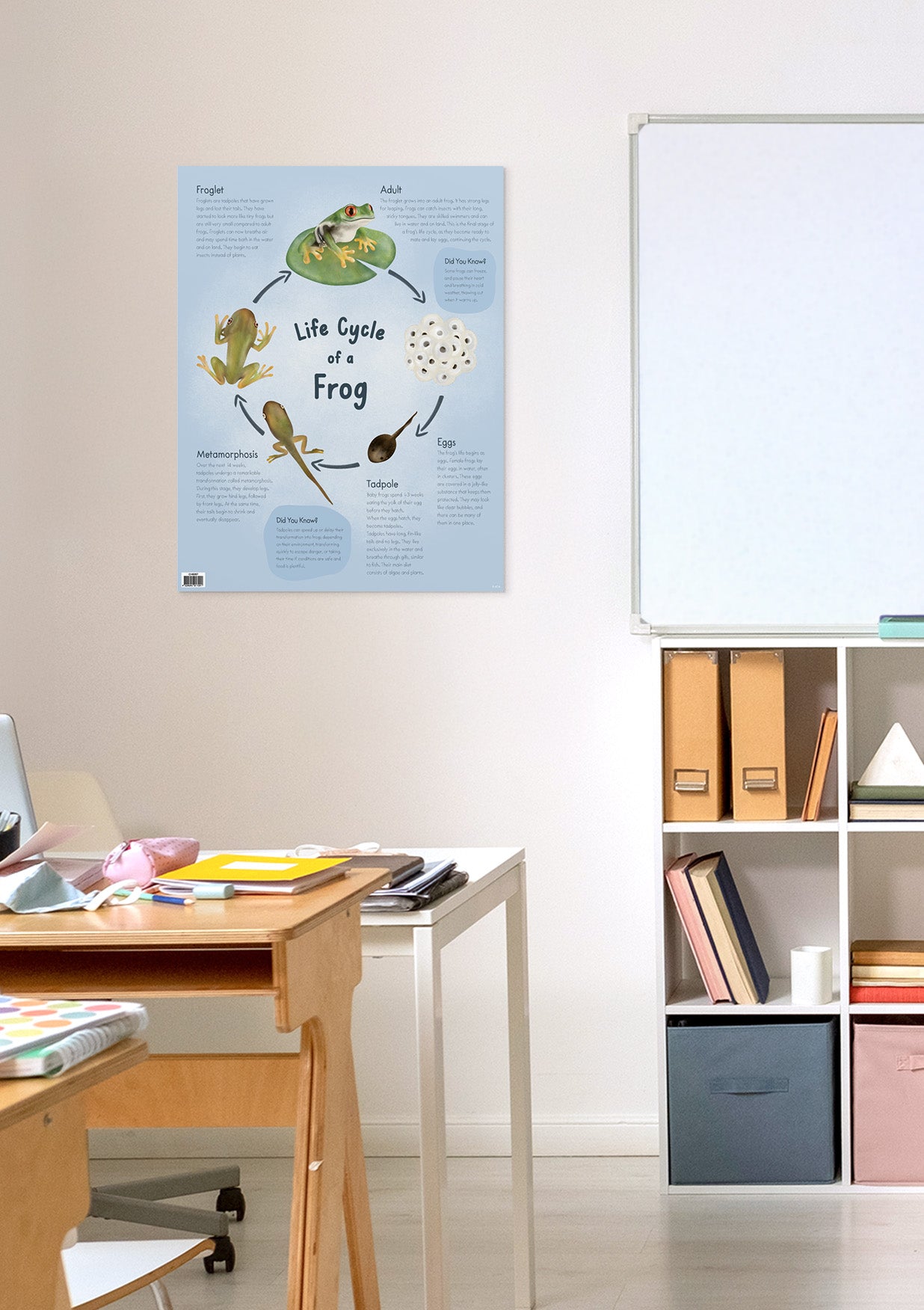Life Cycle of a Frog -  Educational Chart