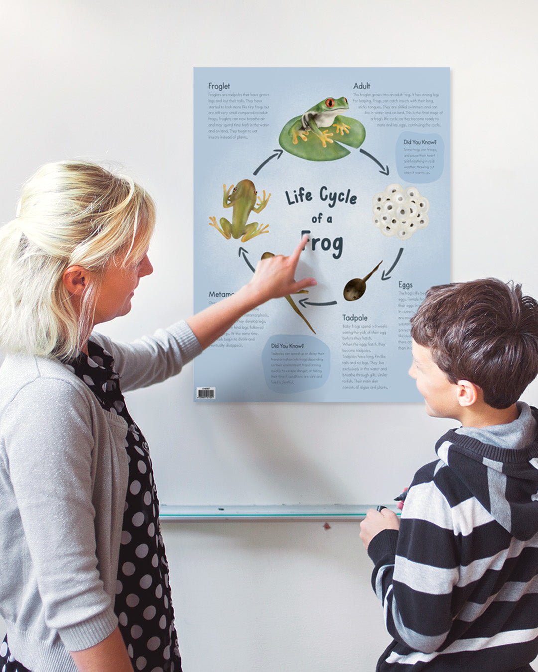 Life Cycle of a Frog -  Educational Chart
