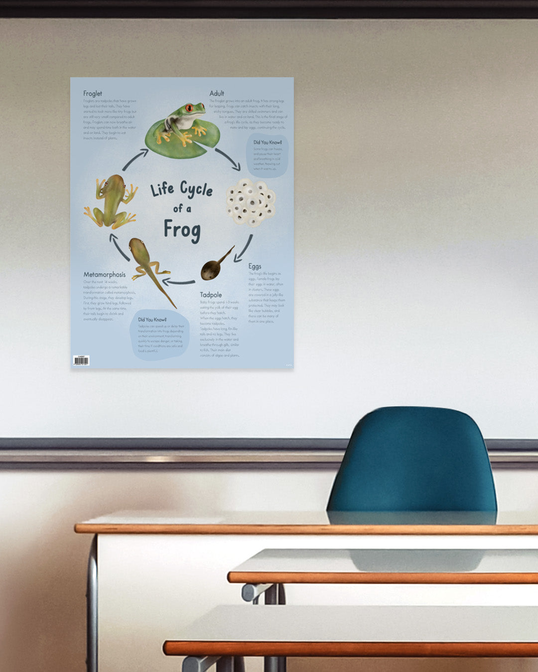 Life Cycle of a Frog -  Educational Chart