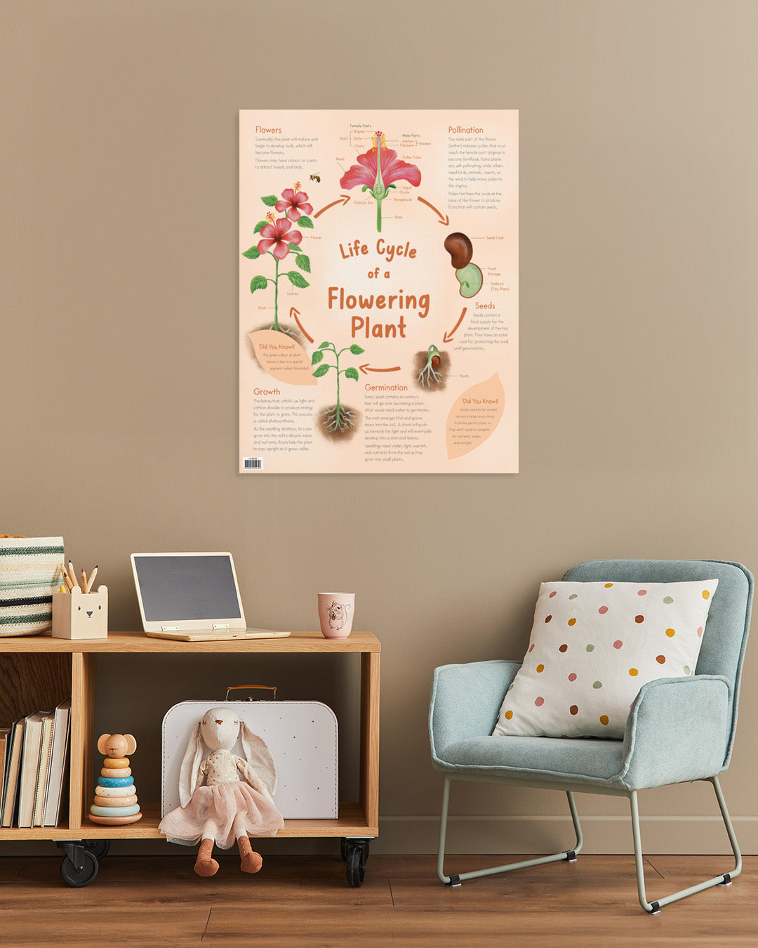 Life Cycle of a Flowering Plant Chart