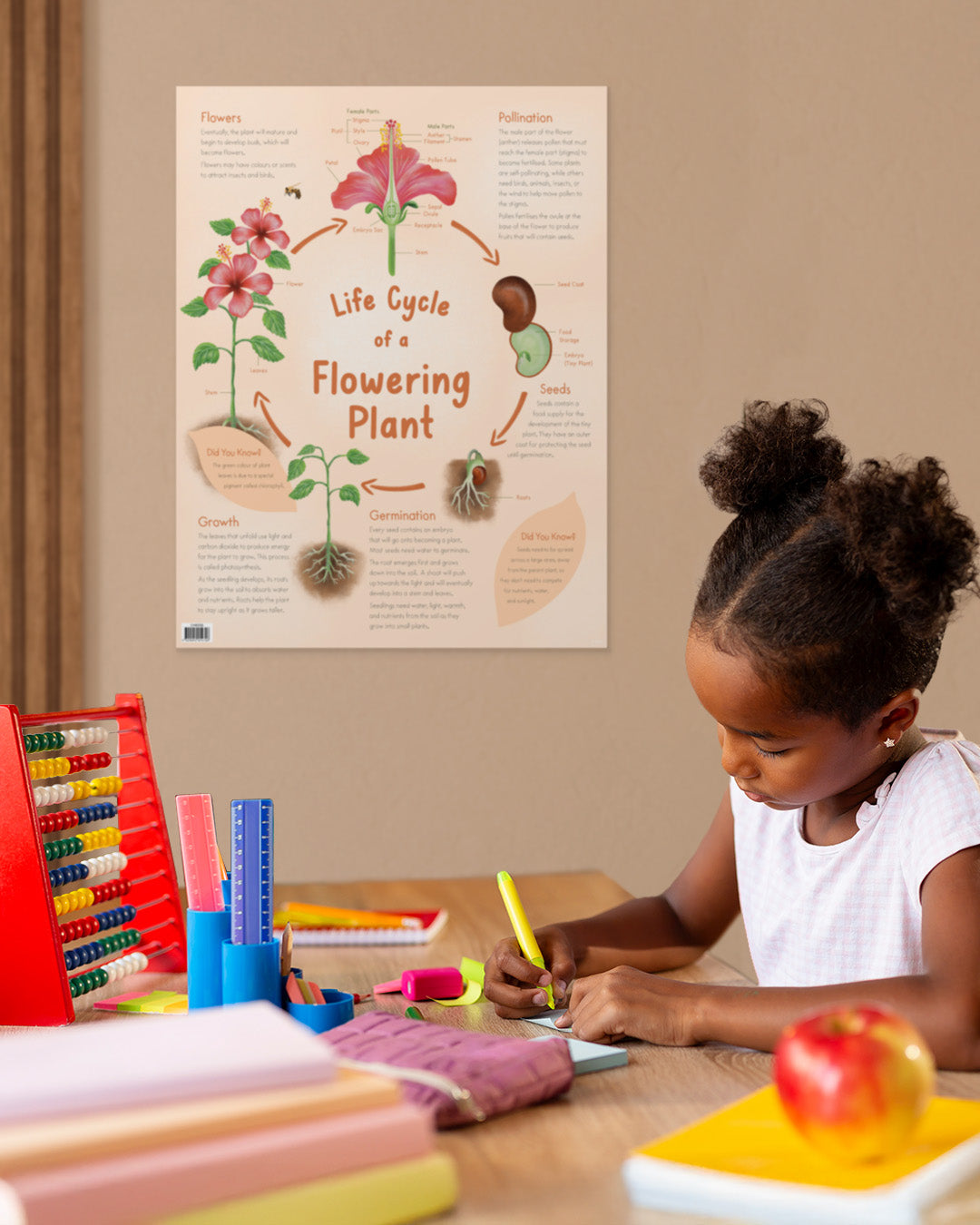 Life Cycle of a Flowering Plant Chart