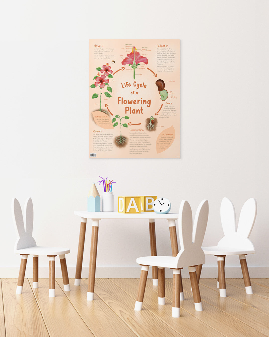 Life Cycle of a Flowering Plant Chart